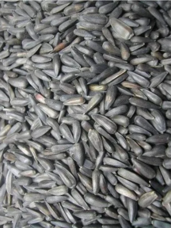 Graines de tournesol miniatures (picolo) 1 kg - Manitoba