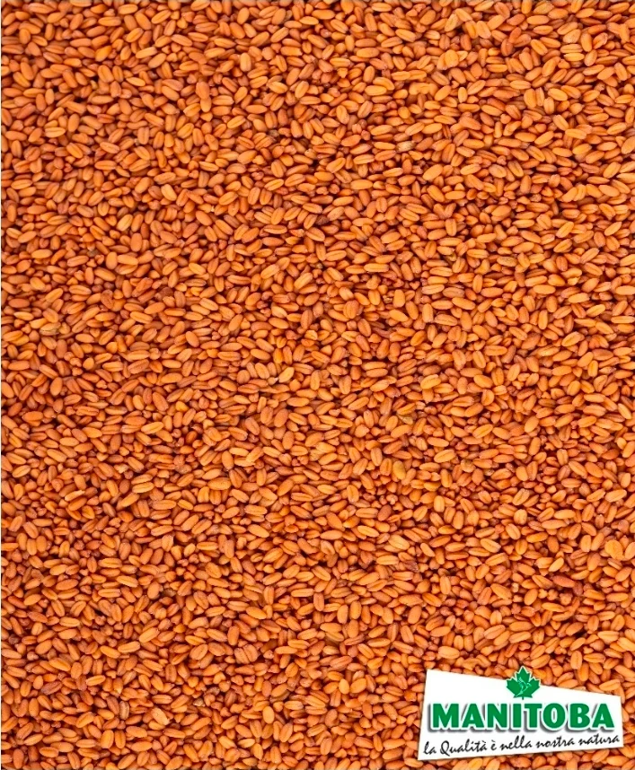 Or du plaisir (possède les propriétés des graines de chanvre (petite moutarde) 1 kg - Manitoba