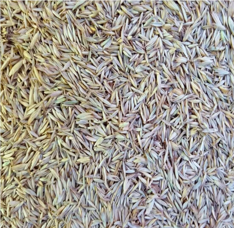 Herbe Knaul (herbe cultivée) 500 grammes - Manitoba