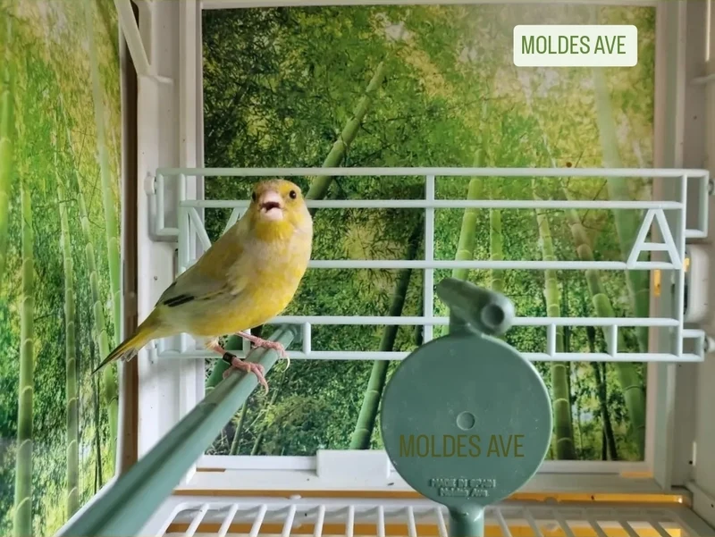 Cage photo et cage de présentation - Cage MA - Avenue Moldes