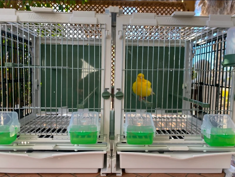Modèle SG2, module cage 70cm - MA Kooi Moldes Ave