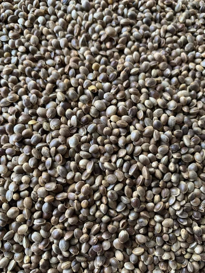 Chanvre (chanvre) 1kg