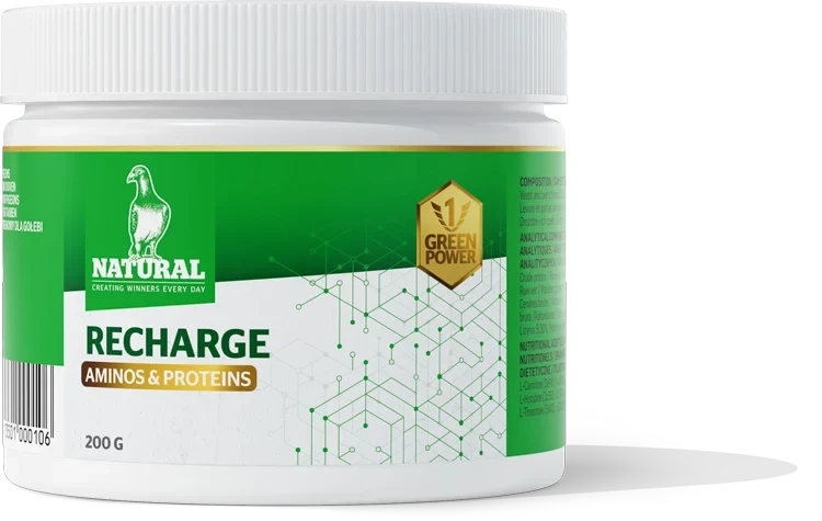Green Power, Recharge « Aminos et Protéines » 200 grammes, Naturel