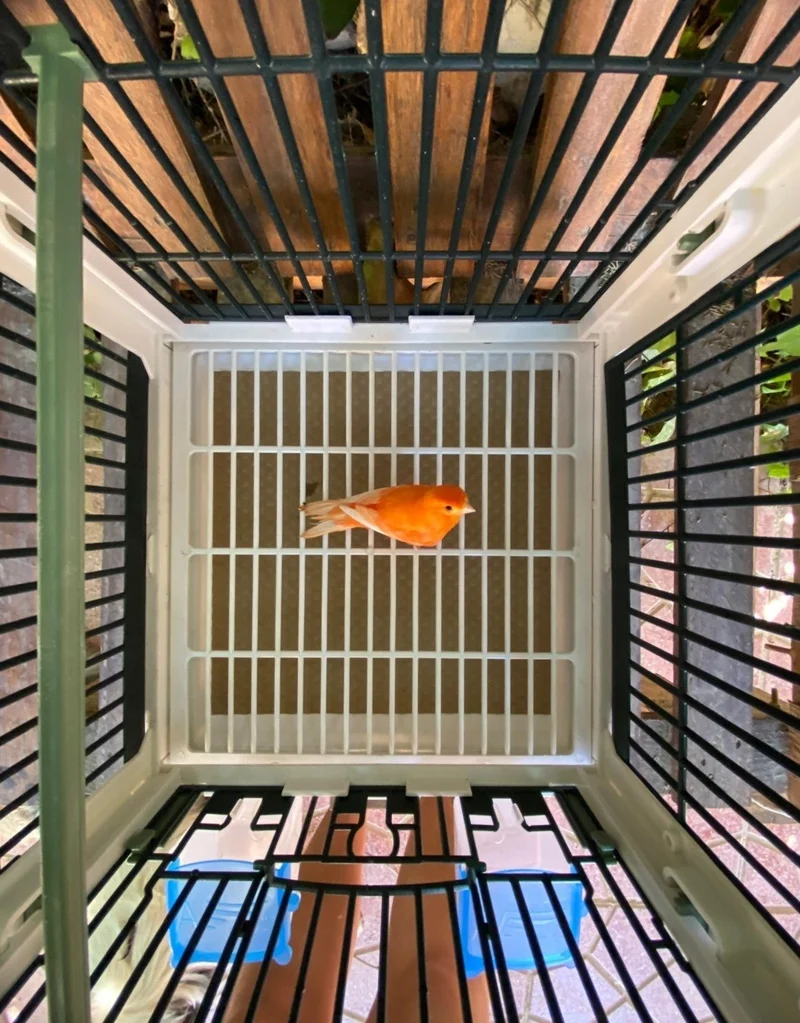 Cage d'élevage en plastique vert - MA Cage - Moldes Ave