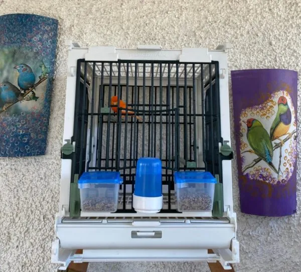 Cage d'élevage en plastique vert - MA Cage - Moldes Ave