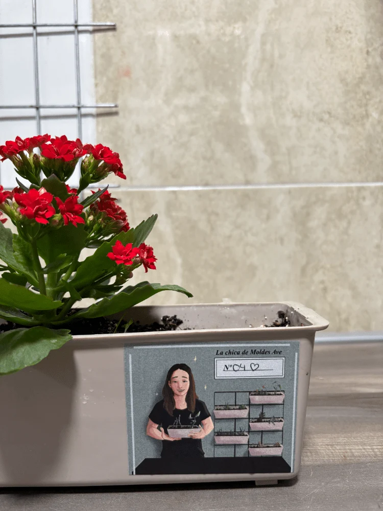Jardinière avec Kalanchoe Blossfeldiana rouge - Moldes Ave