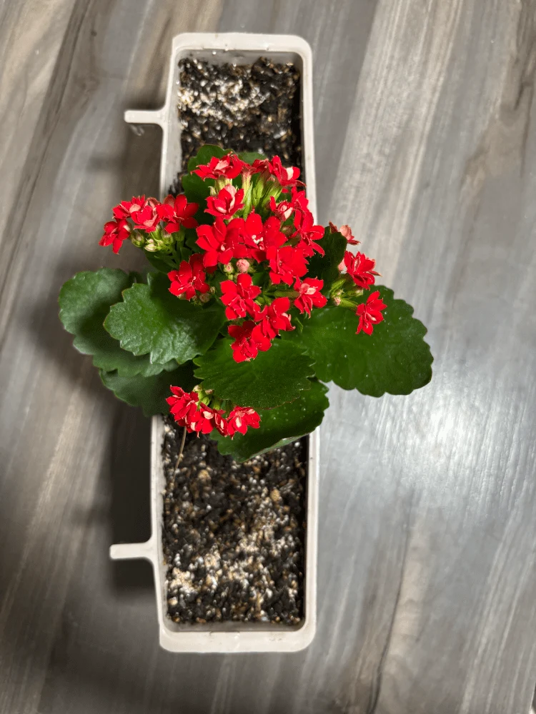 Jardinière avec Kalanchoe Blossfeldiana rouge - Moldes Ave
