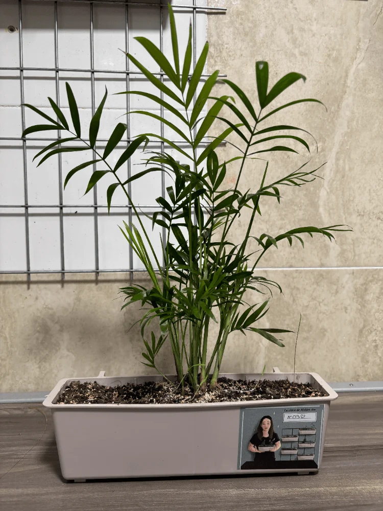 Jardinière avec CHAMAEDOREA ELEGANS - Moldes Ave