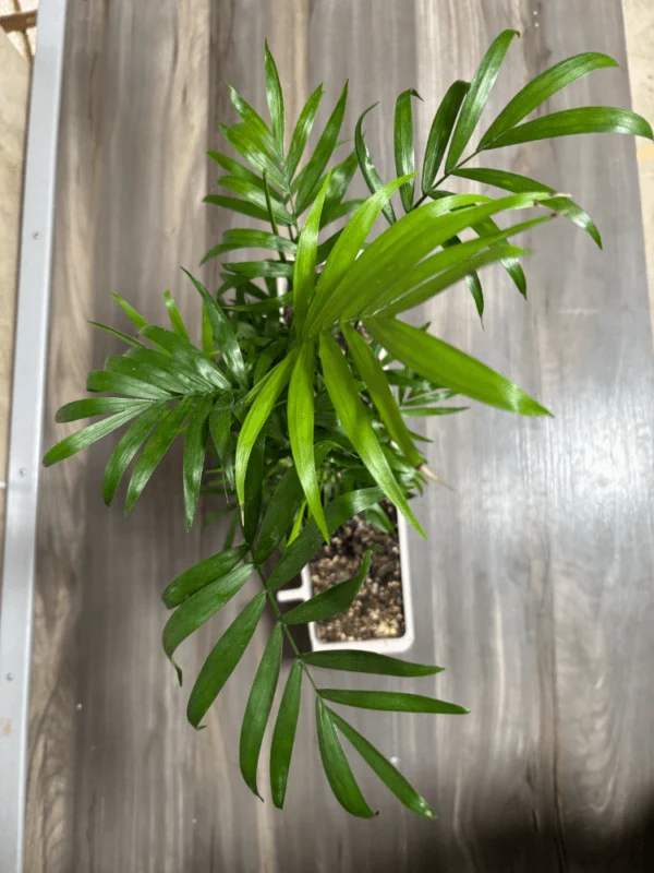 Jardinière avec CHAMAEDOREA ELEGANS - Moldes Ave
