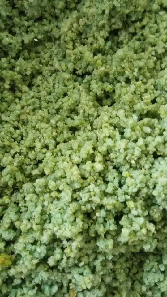 Multi-aliments rapide Carduelis et Spinus 1 kg - OrniLuck - Pâtée aux œufs verte
