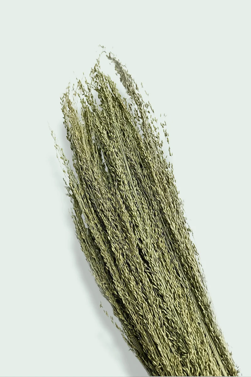 Pagima Green Grass Bundles - Sprays - Pour oiseaux et hamsters