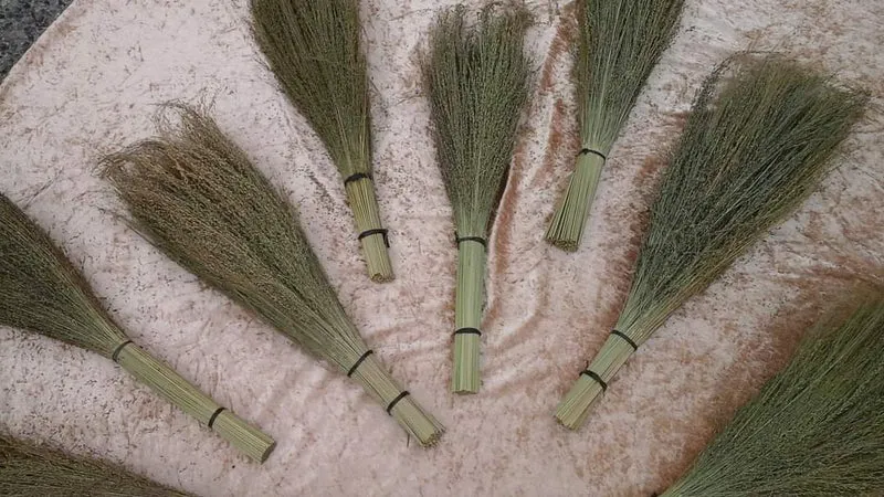 Pagima Green Grass Bundles - Sprays - Pour oiseaux et hamsters
