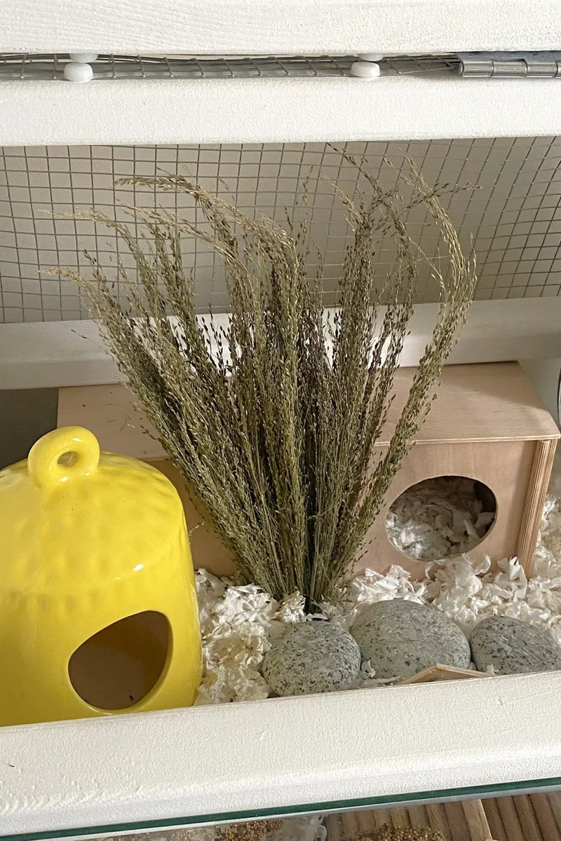 Pagima Green Grass Bundles - Sprays - Pour oiseaux et hamsters