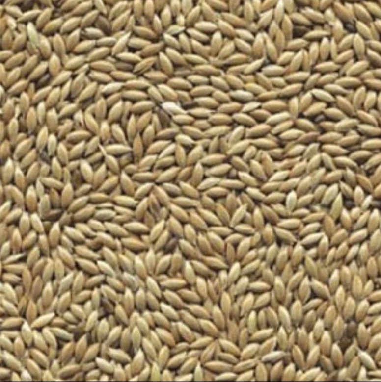 Graine blanche (graine plate ou alpiste) 500 grammes
