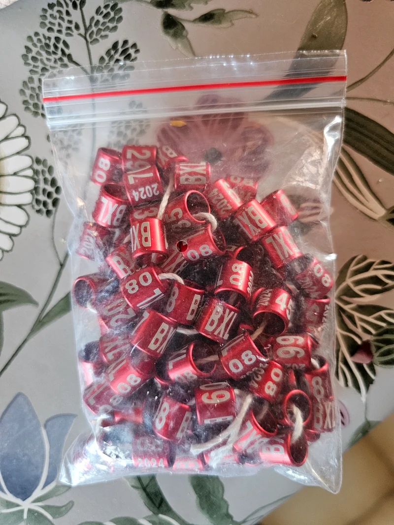 Anneaux annuels fermés 2024 - 8.0 mm (édition spéciale avec BXL)