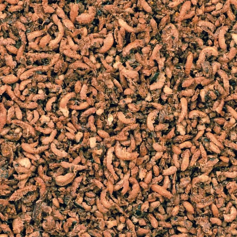 CéDé Insectes Au Miel & Baies 3kg