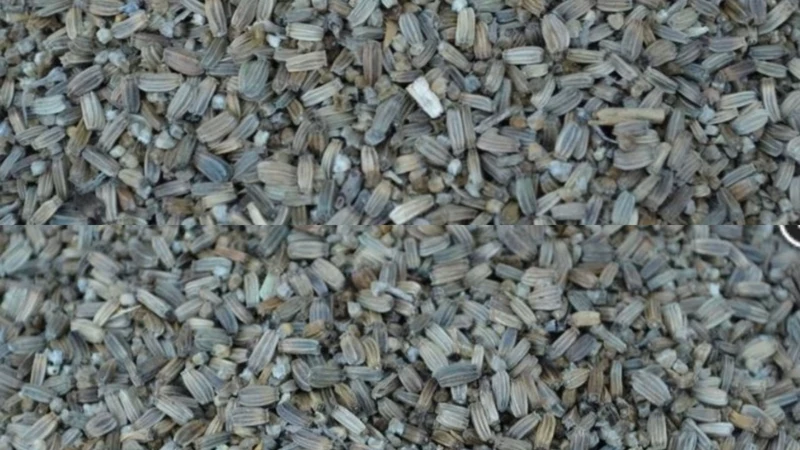 Graines de chardon, cardère, 500 grammes, Manitoba
