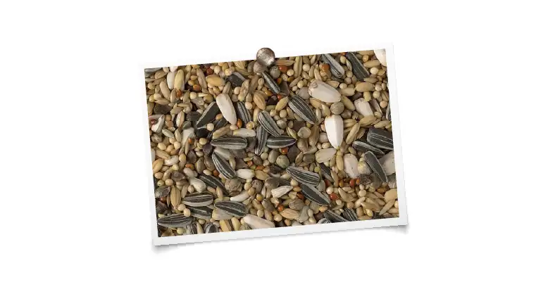 Perruches australiennes « Luxe » 5kg