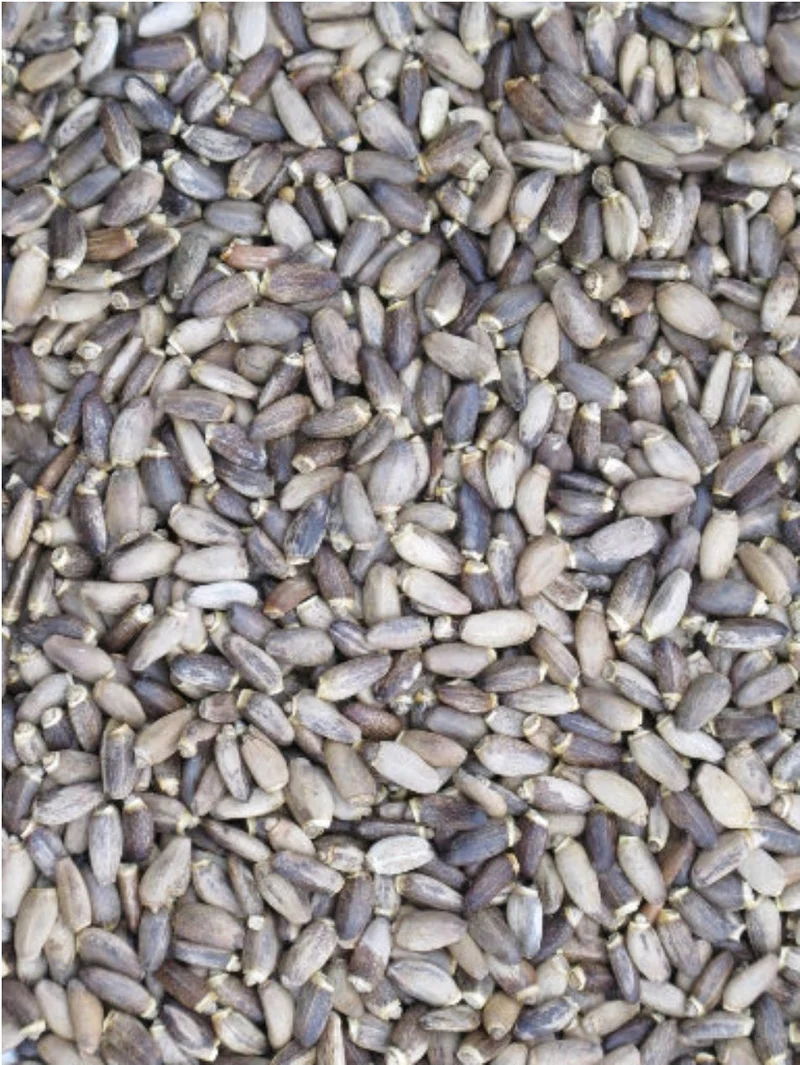 Graines de chardon-Marie 500 grammes - Bird-X Grizo