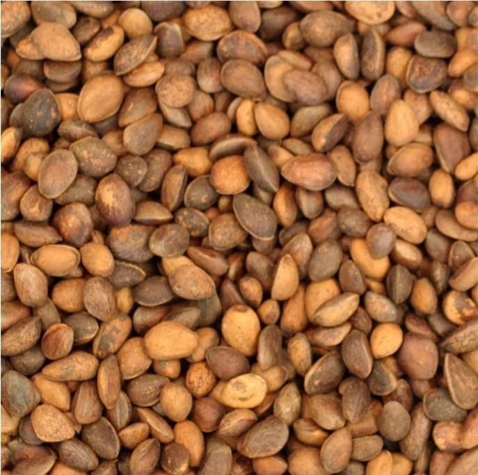 Noix de cèdre (pignons de pin) 1kg