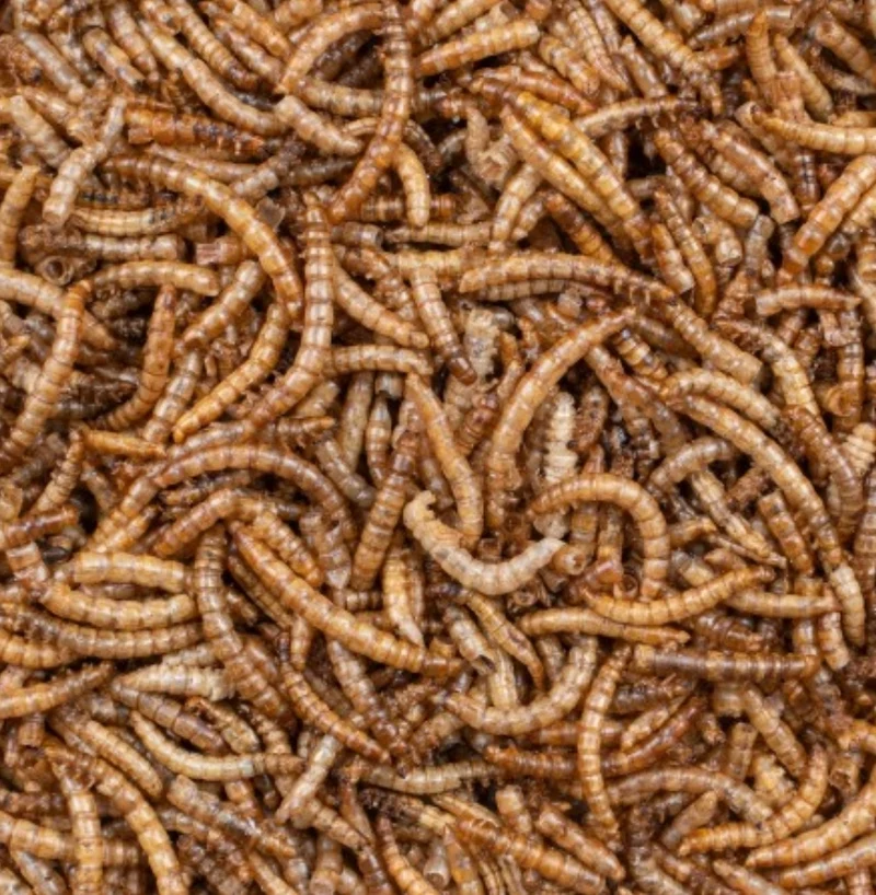 Vers de farine Greenline 200 grammes - Deli Nature