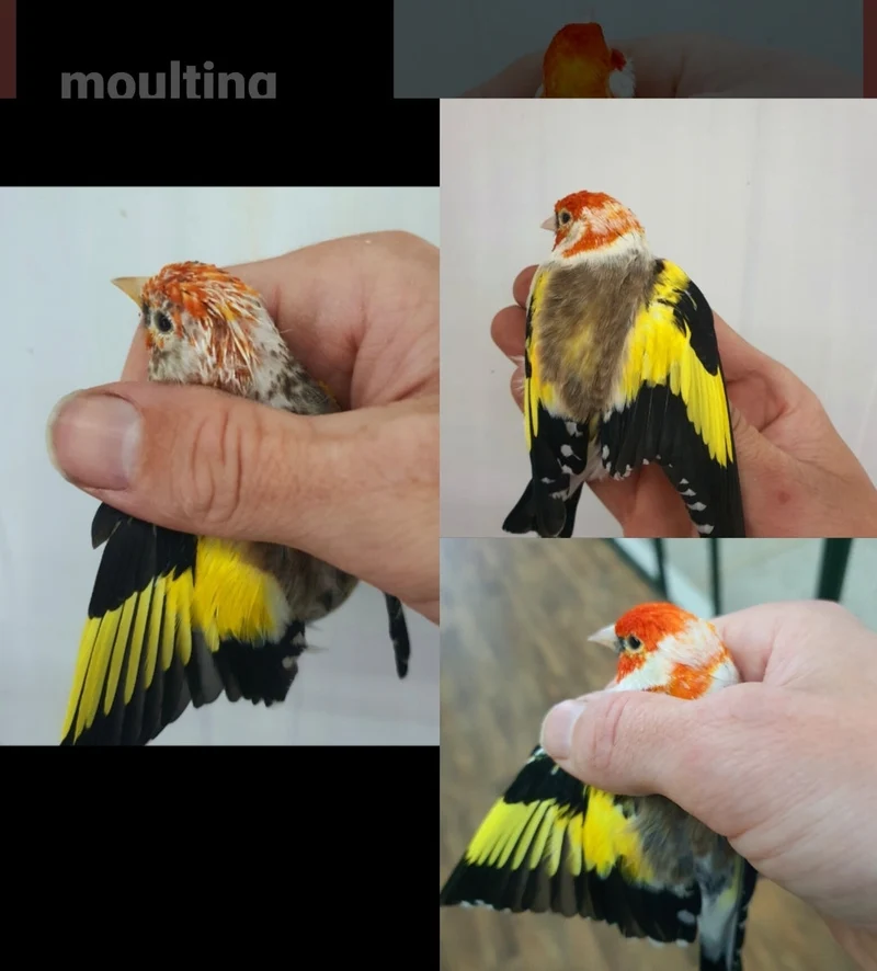 Mélange de couleurs magiques naturelles (300 grammes) - Herb Bird Mix