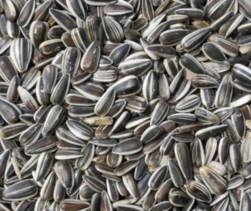 Graines de Tournesol Rayées 1kg