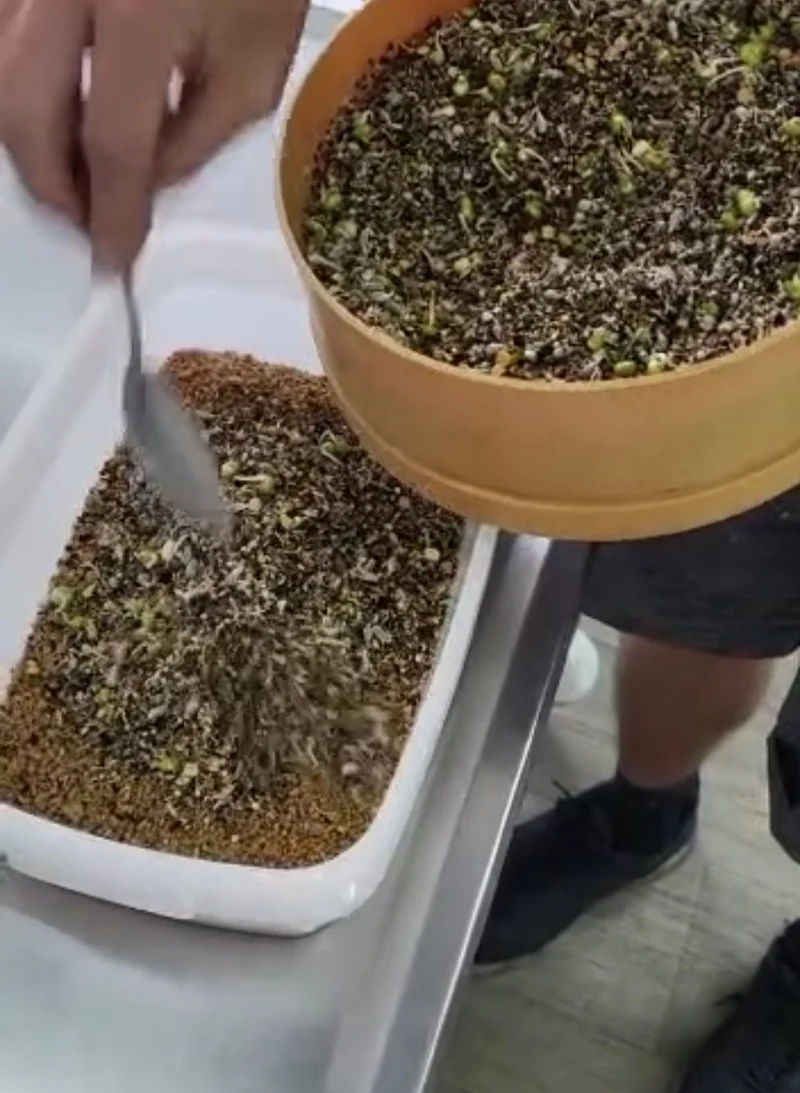 Mue parfaite - Mélange d'herbes pour oiseaux