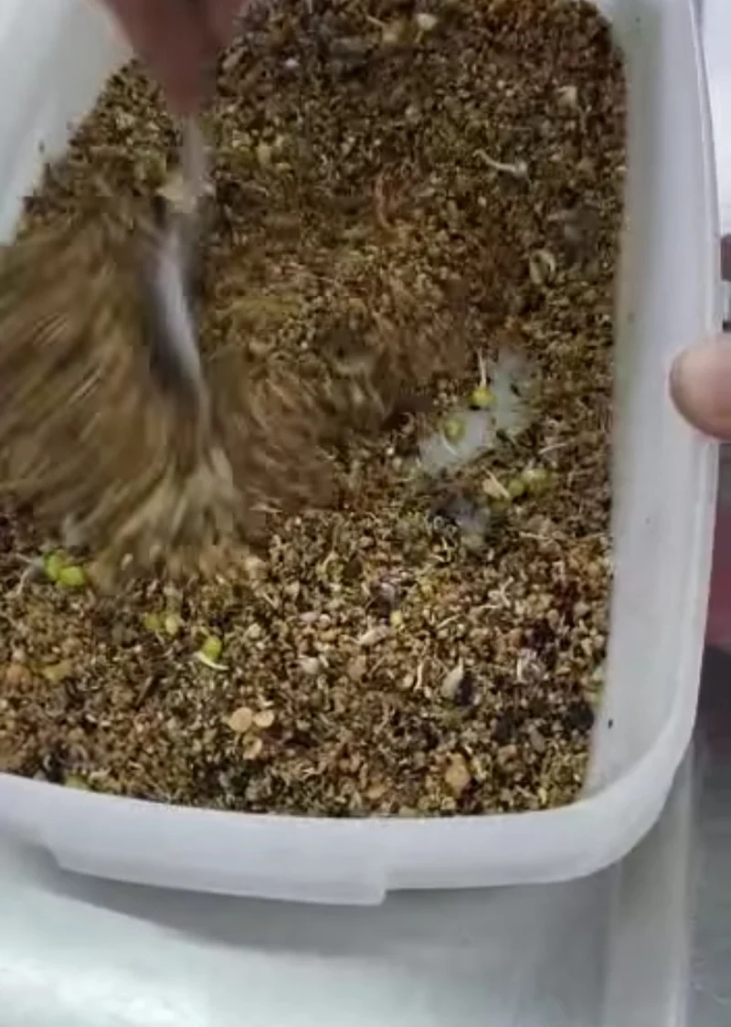 Mue parfaite - Mélange d'herbes pour oiseaux