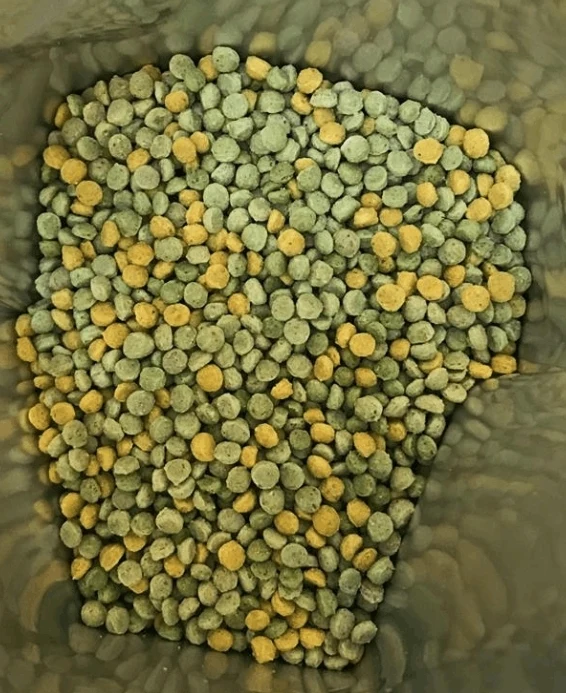 Softball Plus 1kg (alternative aux insectes congelés) 29% Protéines