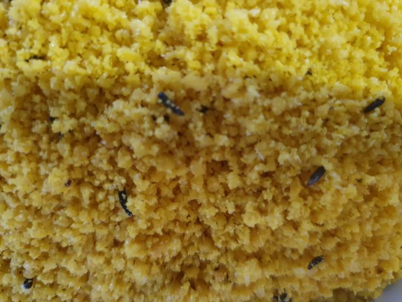 Pâtée aux œufs Yellow Rul (au miel)
