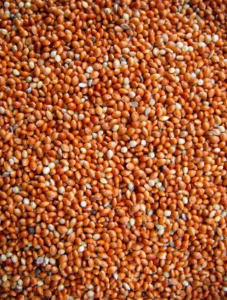 Graine Ronde Rouge (millet) 5kg