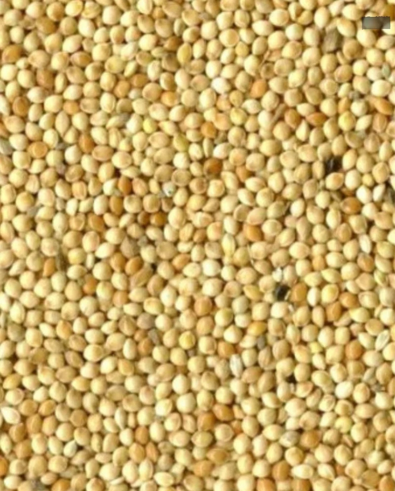 Graines rondes blanches (millet) 5kg