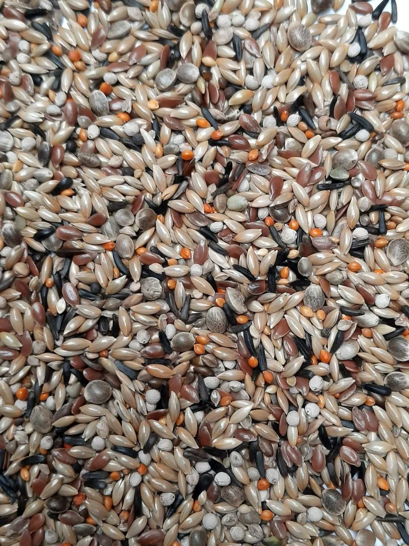 Mélange de mosaïque canari Premium 20kg - Easseym