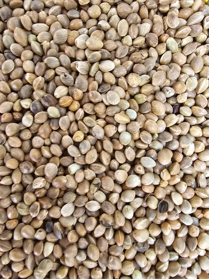 Graines de chanvre Monster Fisherman 15 kg « Taux de germination élevé » - « VADIGRAN » (pêche)