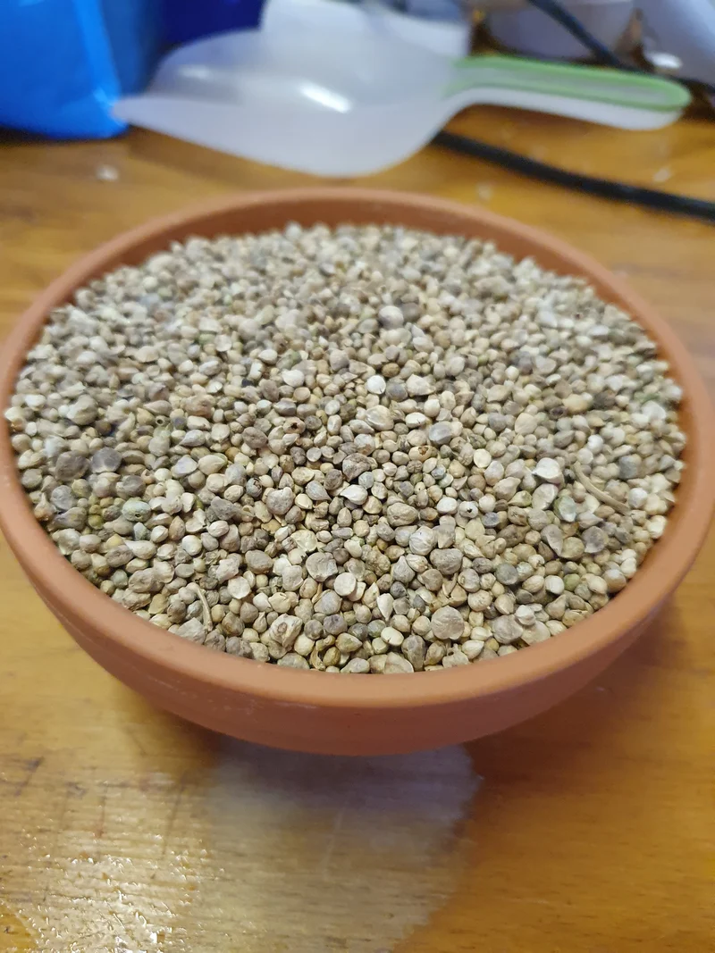 Graine d'épinard 1kg