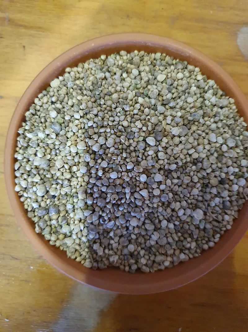 Graine d'épinard 1kg