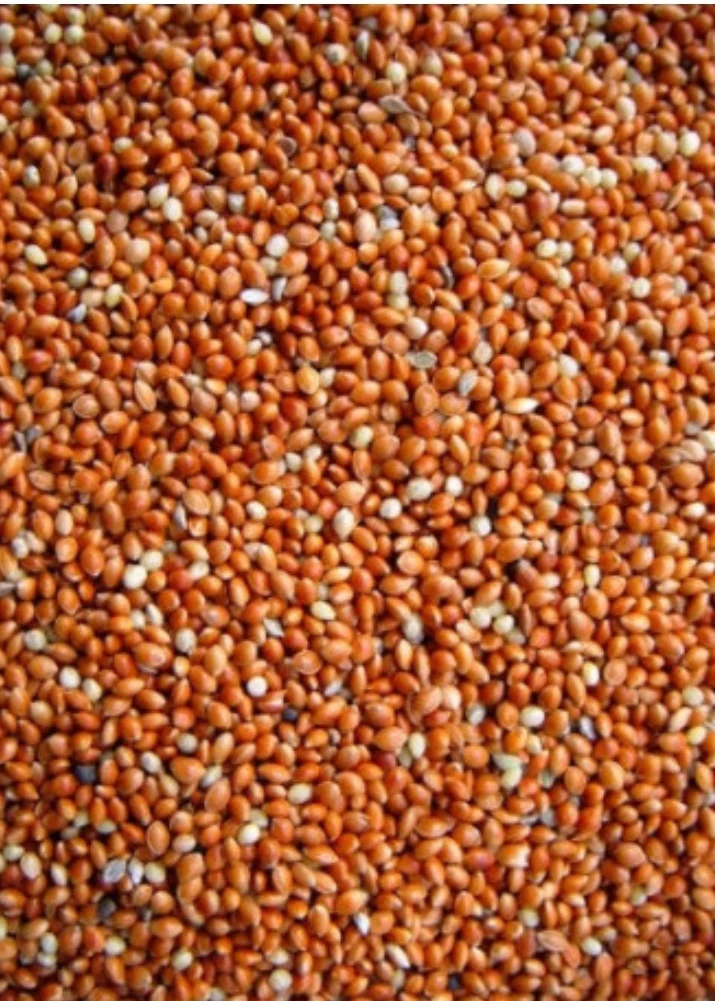 Graine Ronde Rouge ( Millet ) Millet 20kg