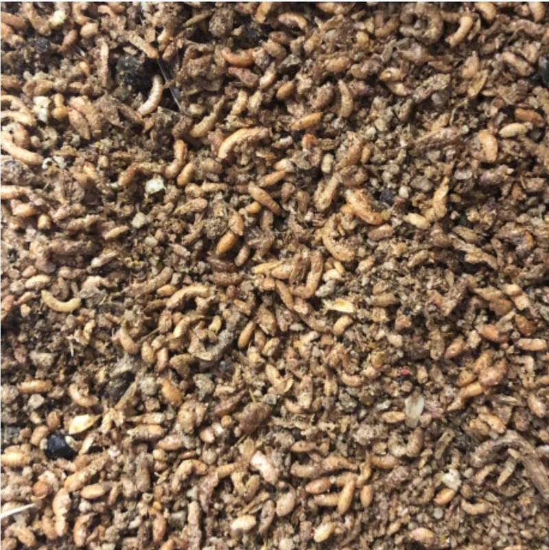Pâte insectivore avec 60% d'insectes 6kg
