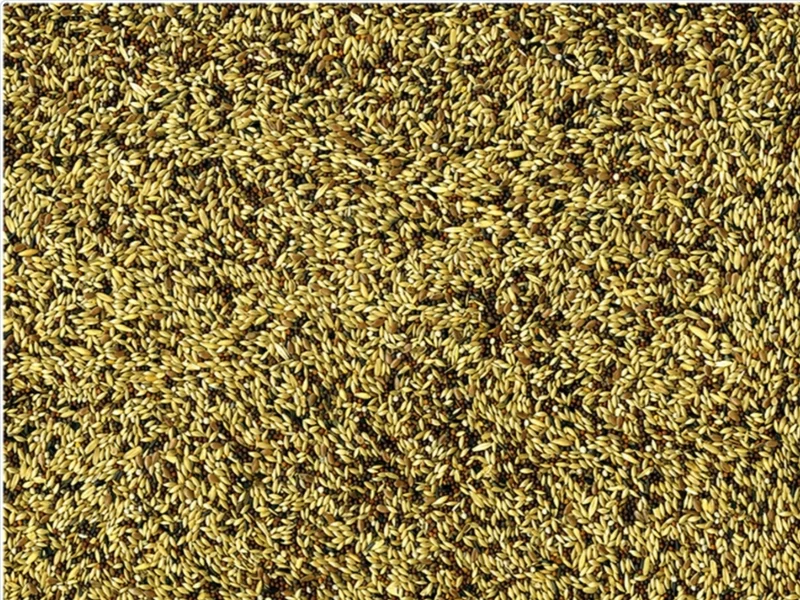 Vadigran Canari Original 4kg
