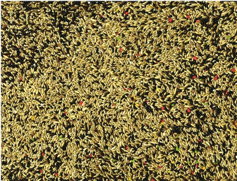 VADIGRAN CANARIS COULEUR 20 KG