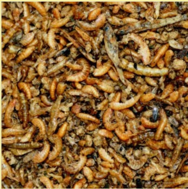 Pâtée d'insectes Nutribird Premium 10 kg - Min. 50% Insectes - Aliment complet pour tous les mangeurs d'insectes
