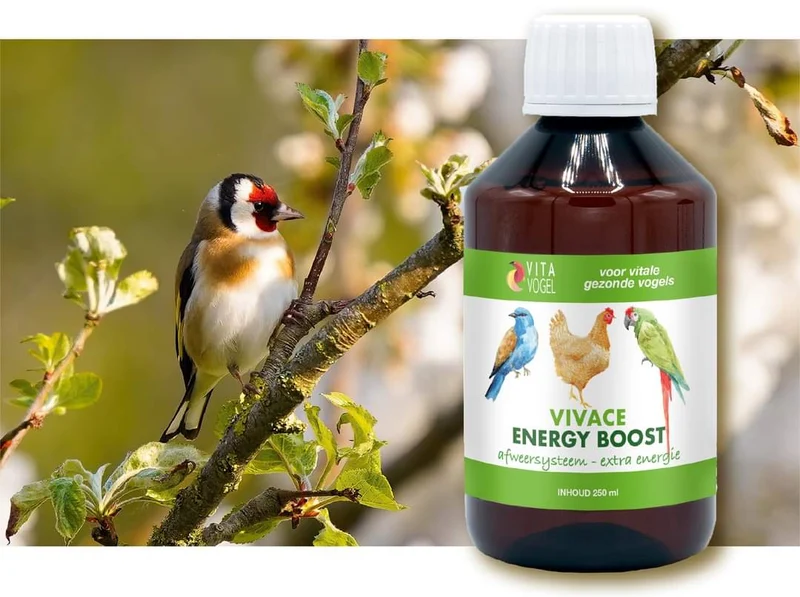Vivace Energy Boost - Vita Vogel