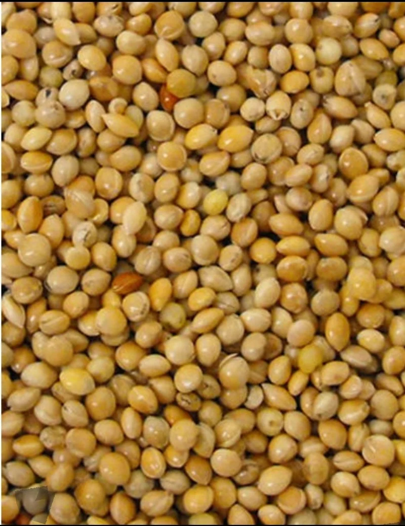 Graine Ronde Jaune ( millet ) 25kg - Versele Laga