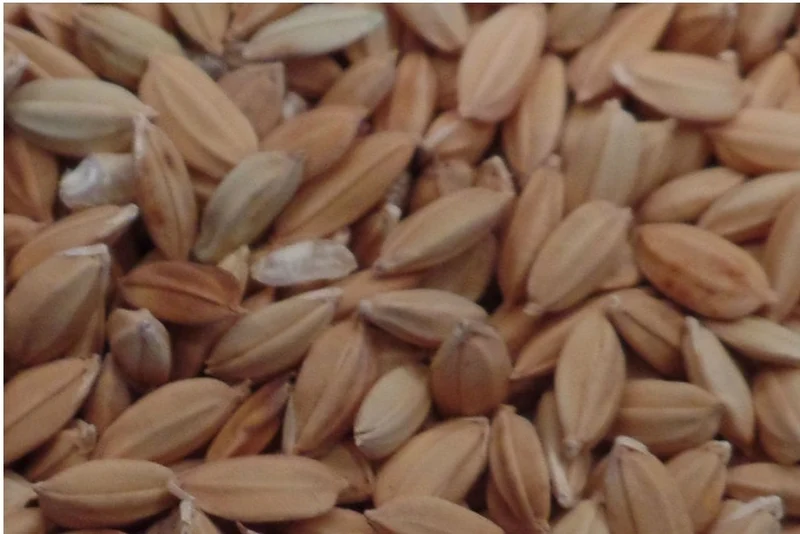 Riz Paddy 20kg - Versele Laga