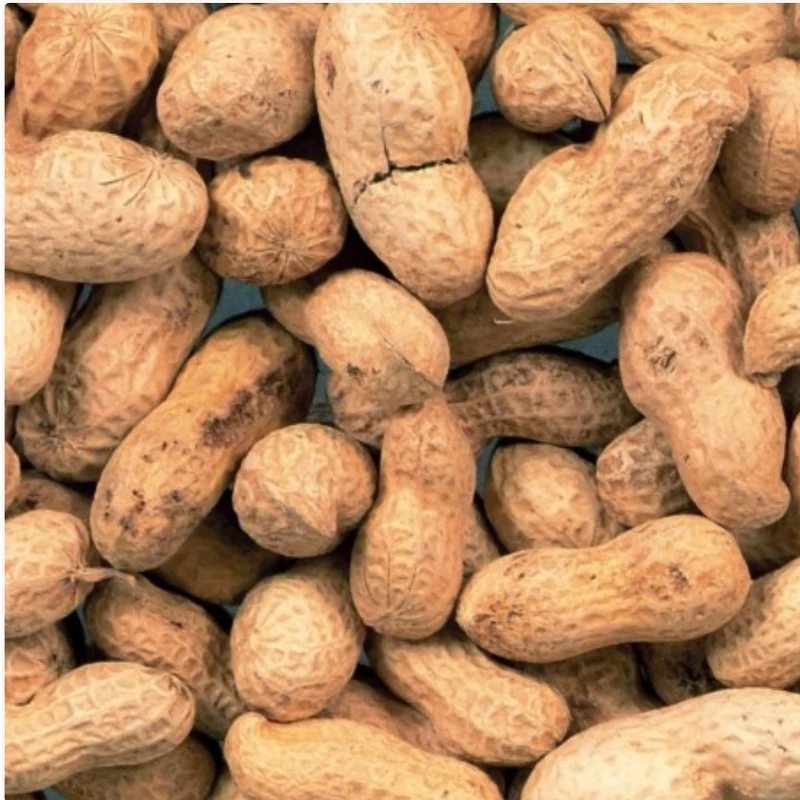 Cacahuètes non pelées 10kg | Duvo+