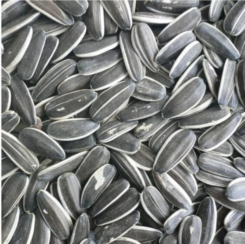 Graines de tournesol striées 15kg | Duvo+
