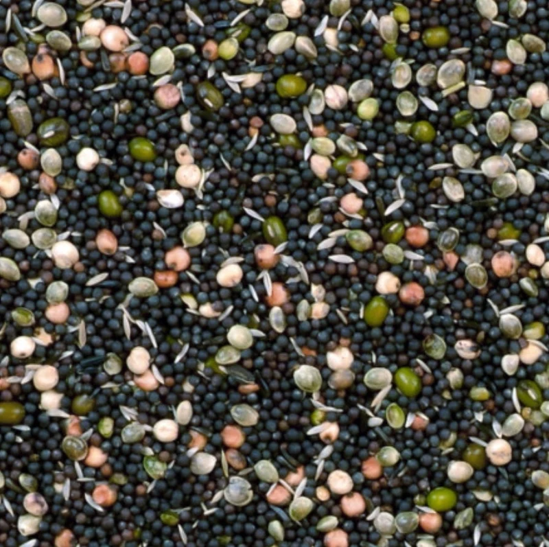 Mélange de graines de germes 20kg Duvo+