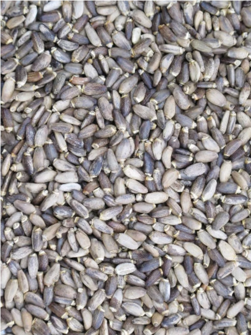 Graines de chardon-Marie 1 kg - Bird-X Grizo