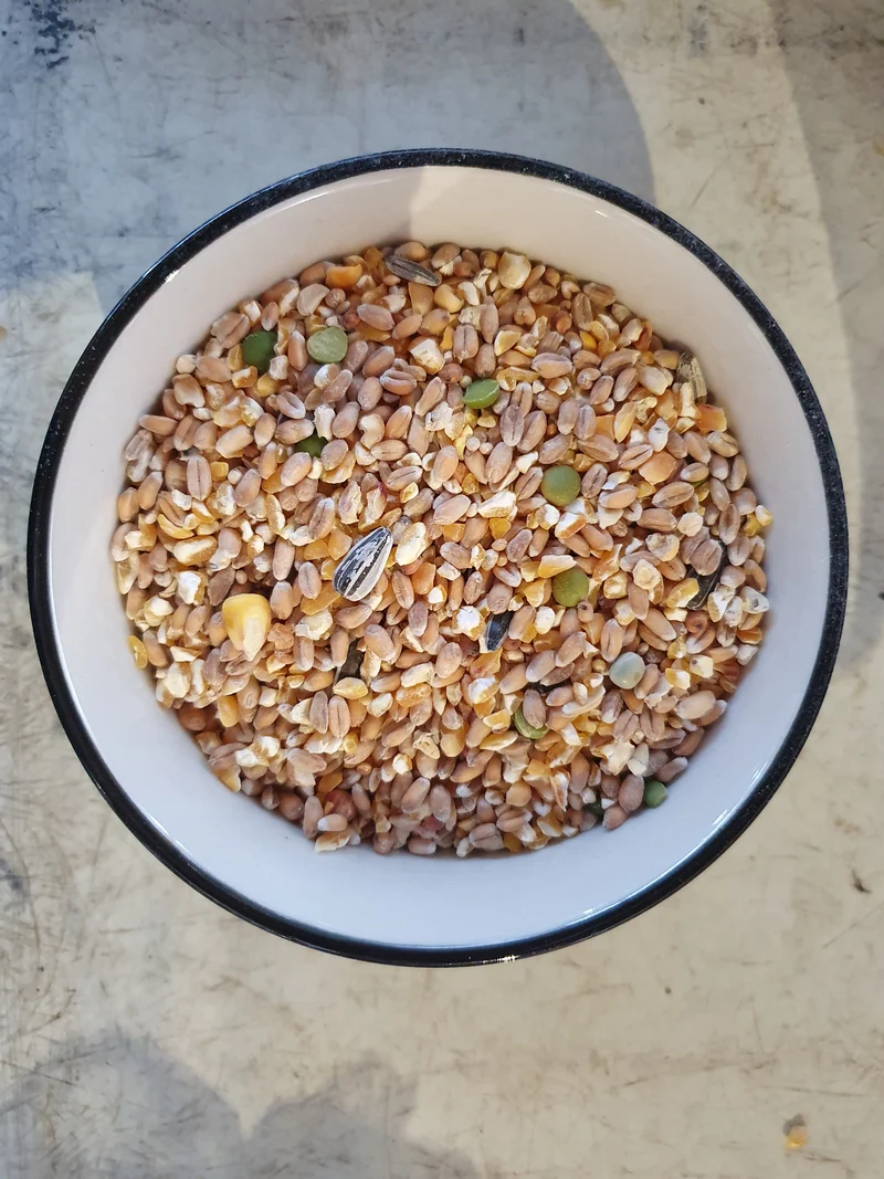 Farm-X Poussin Grain Poeljen Grain 20kg